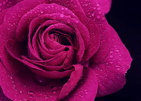 Purple Roses Wallpapers - Wallpaper Cave