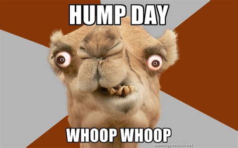 The 16 Best Hump Day Memes | Funny hump day memes, Hump day meme, Hump day humor