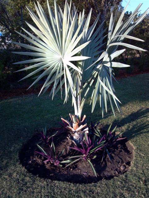 A Quality Plant: Bismarck Palm - Bismarckia nobilis