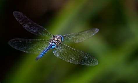 Dragonfly Flight Free Stock Photo - Public Domain Pictures