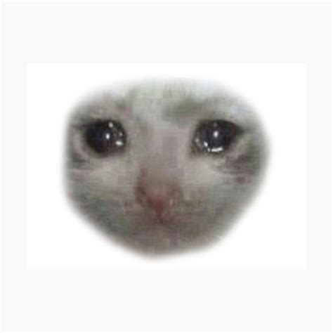 77+ Crying Sad Cat Meme Template