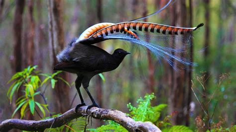 Superb Lyrebird – Bing Wallpaper Download