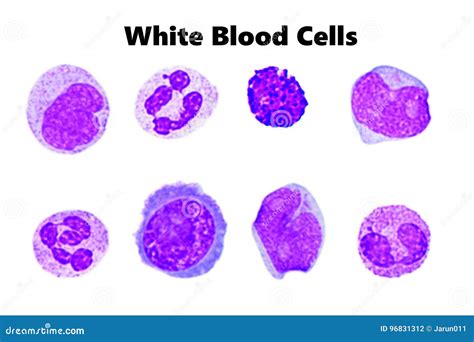 White Blood Cells In Microscope