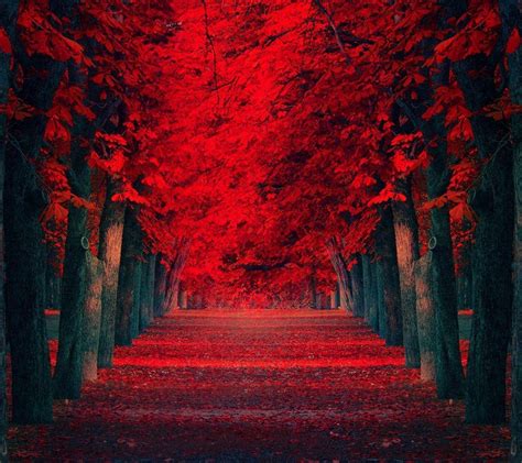 Red Nature Wallpapers - Top Free Red Nature Backgrounds - WallpaperAccess