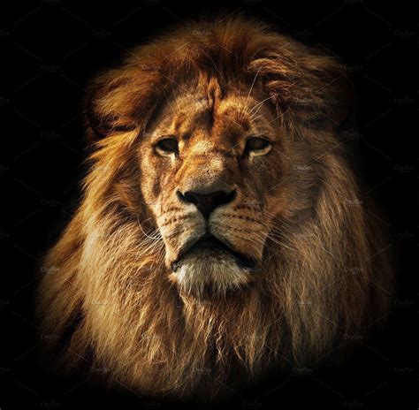 Lion On Black Backgrounds - Wallpaper Cave