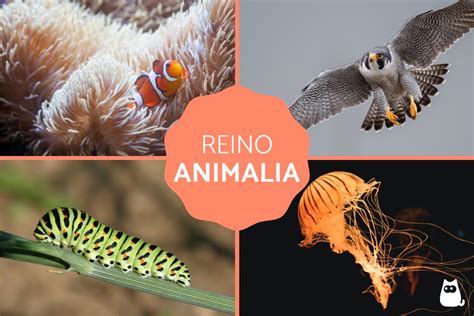 Reino animal o Animalia - Clasificación, características y ejemplos