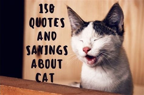 150 Cute Cat Quotes and Sayings - PetHelpful