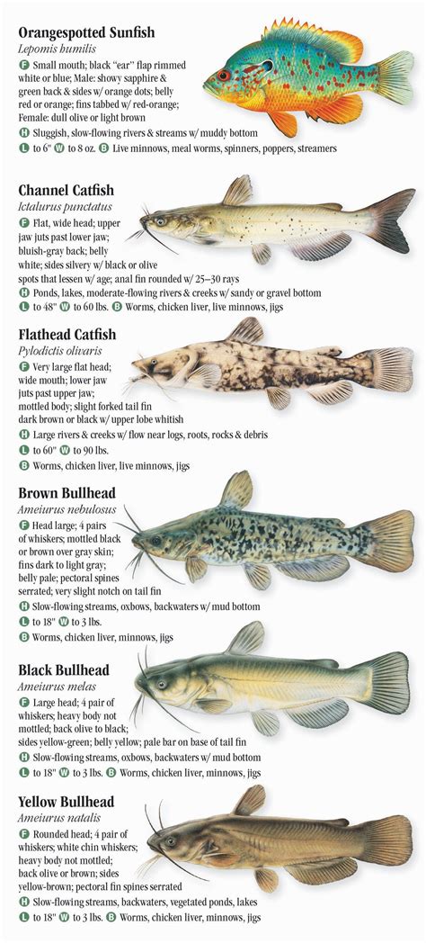 Lake Michigan Fish Species Chart