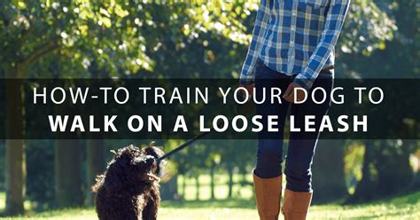 How to Train Your Dog to Walk on a Leash