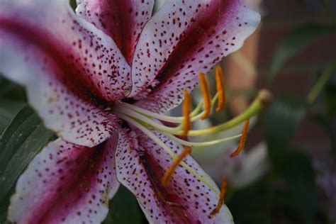 Fragrant lilies | Plants, Fragrant, Lily