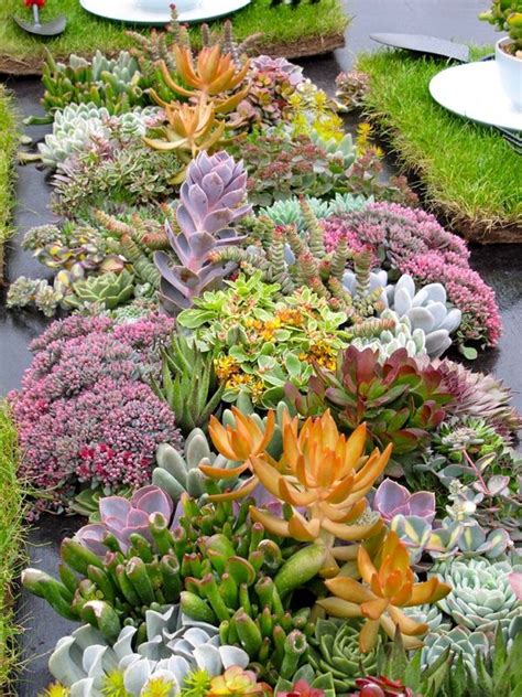 beautiful colorful succulents composition garden decor ideas #garden # ...