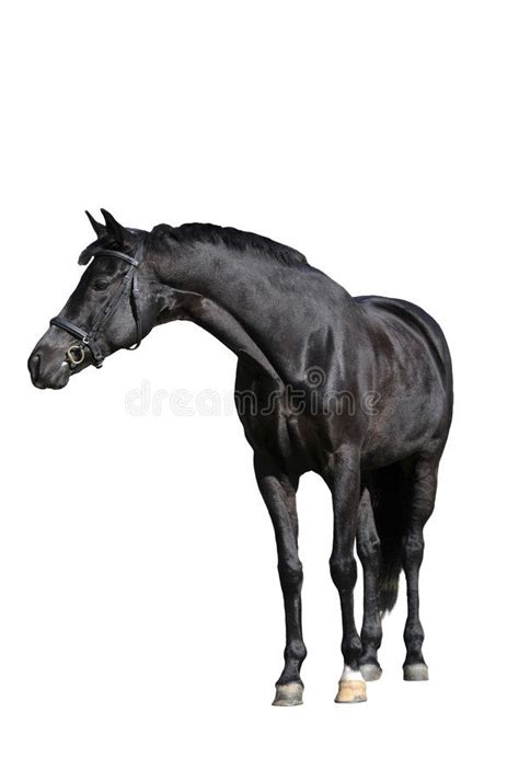 Photo about Black horse on white background. Image of mare, gelding ...