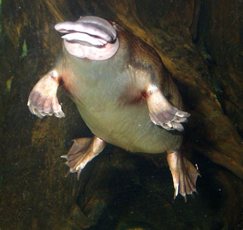 Animal Photo: Platypus, The Egg-Laying Mammal