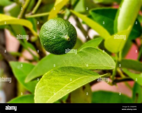 Miniature Lemon tree in bloom Stock Photo - Alamy