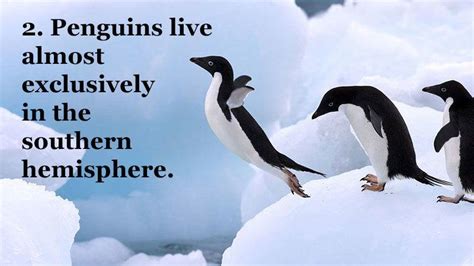 25 Fun Penguin Facts About Everyone's Favorite Flightless Birds