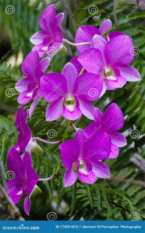 Beautiful Purple Dendrobium Orchid Flowers Stock Photo - Image of flowers, flora: 174091876