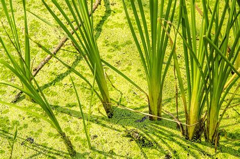 What is Vetiver Grass? | Pitara Kids' Network