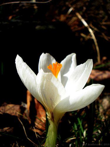 crocus | Vernal equinox, Spring flowers, Spring equinox