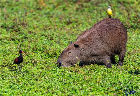 Carpincho - Capybara | Carpincho en su habitat natural. Colo… | Flickr