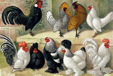 Types and varieties of bantam chickens - Cluckin