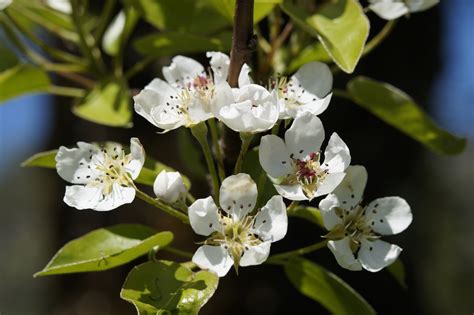 Free Images : nature, branch, white, flower, bloom, food, spring ...