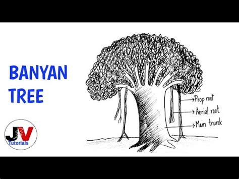 Banyan tree drawing|aerial root drawing|how to draw banyan tree|prop root drawing|aerial root ...