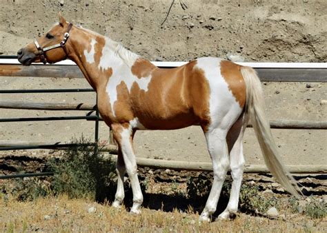 American Paint Horse palomino tobiano stallion | American paint horse ...