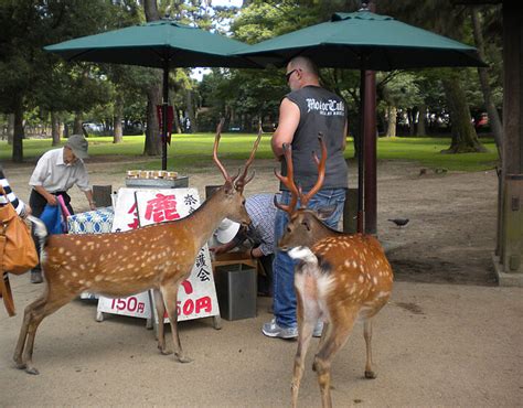 Bowing Deer of Nara | Discover places only the locals know about ...