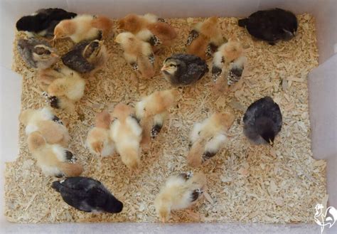 How to make a DIY brooder box for new and growing chicks.