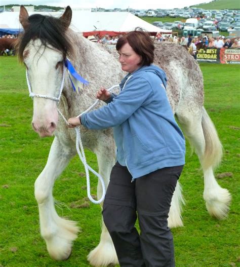 Strawberry Roan Clydesdale © Andy Farrington cc-by-sa/2.0 :: Geograph ...