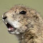 Prairie dog Meme Generator - Imgflip