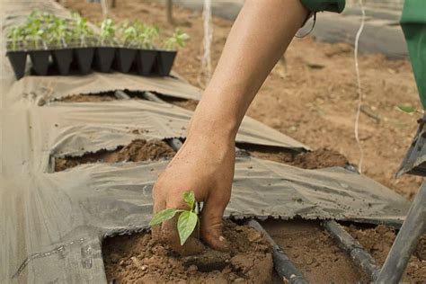 How to Prepare the Soil for Organic Farming: Methods, Tips, Techniques, and A Step-by-Step Guide ...