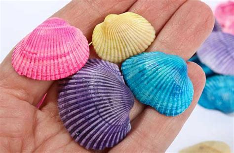 Colorful Clam Seashells - Coastal Decor - Home Decor - Factory Direct Craft