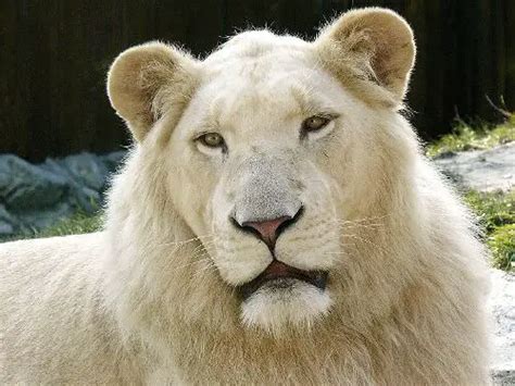 10 Interesting White Lion Facts | My Interesting Facts
