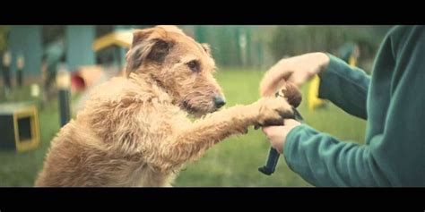 Dogs Trust TV Ad #specialsomeone - The Dodo