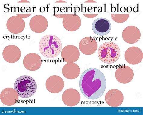 Smear Of Peripheral Blood Stock Photography - Image: 3592322