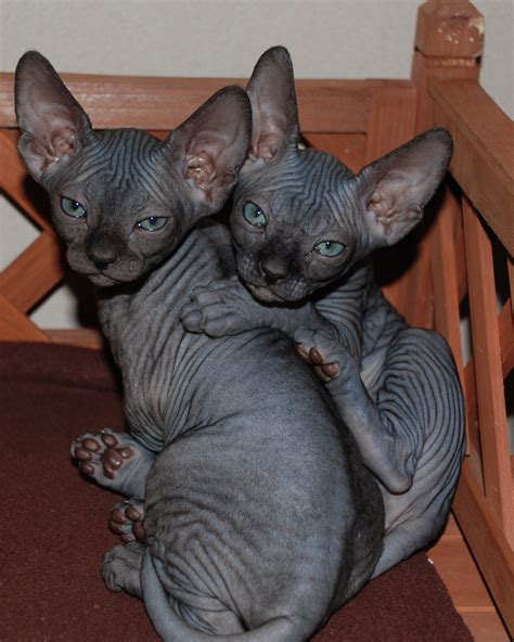 Two Sphynx kittens photo and wallpaper. Beautiful Two Sphynx kittens pictures