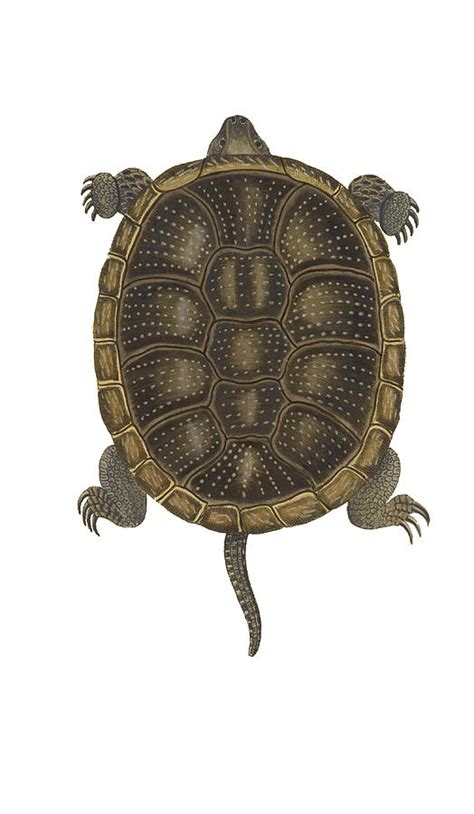 European Pond Turtle Photograph by Biodiversity Heritage Library