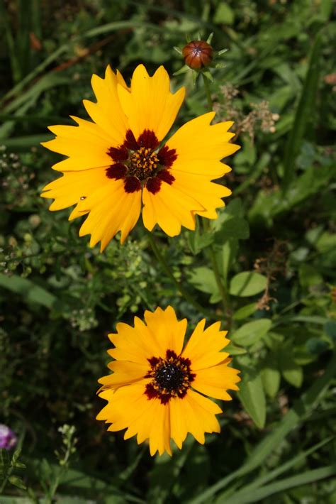 Native Florida Wildflowers: May 2013