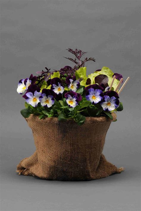 Winter Pansies | HGTV