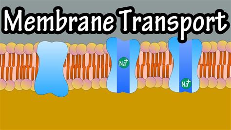 How Do Hydrophobic Molecules Pass Through The Plasma Membrane? 13 Most Correct Answers ...