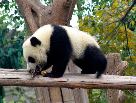 Giant Panda Cubs 237 | Flickr - Photo Sharing!