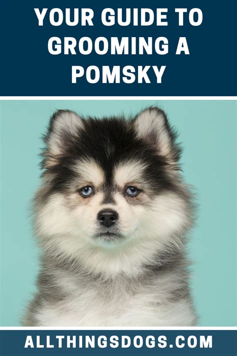 Pomsky Grooming | Pomeranian husky, Pomsky, Husky