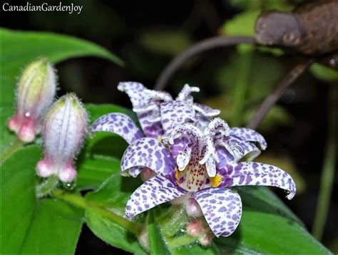 Toad Lilies: Plant Care and Collection of Varieties - Garden.org