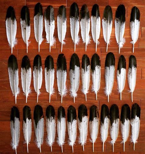 Simulated immature golden eagle feathers. | Native american feathers ...