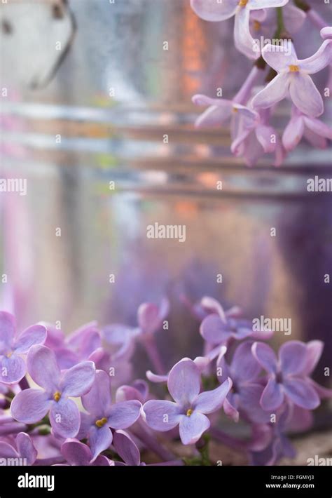 lilac arrangement Stock Photo - Alamy