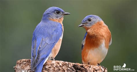 What Color Are Bluebird Eggs? - Bird Informer