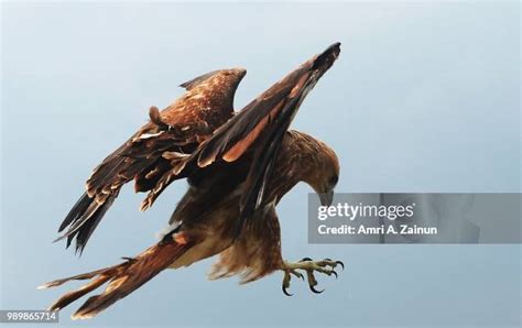 Falcon Landing Photos and Premium High Res Pictures - Getty Images