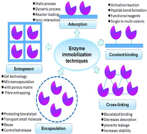 Types of enzyme immobilization techniques. Techniques that work with... | Download Scientific ...