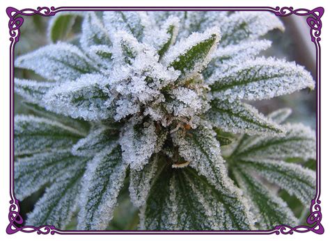 White Widow Strain for Detox & Opioid withdrawal from Hippie Chicks